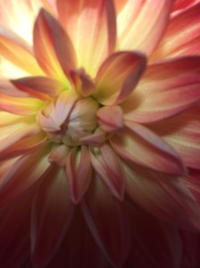 Dahlia